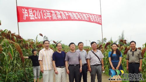 海潮镇成功通过"泸县2013年高粱高产创建项目"测产验收