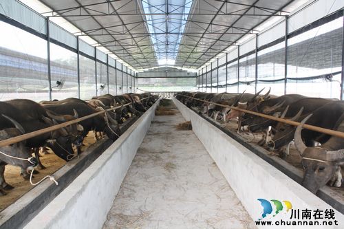 海潮镇:新建肉牛基地 引进第一批种牛(图1) 海潮镇:新建肉牛基地 引进第一批种牛(图1)