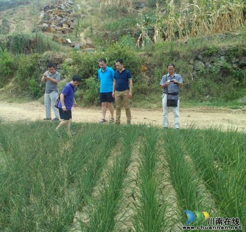 泸州古蔺:部门联合 调查椒园乡旱情(图3) 泸州古蔺:部门联合 调查椒园乡旱情(图3)
