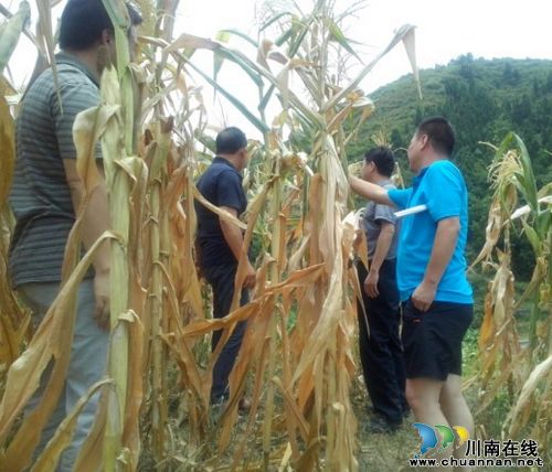 泸州古蔺：部门联合&nbsp;调查椒园乡旱情