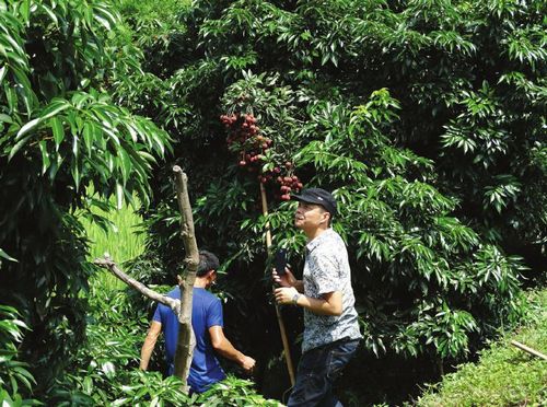 合江荔枝临退市 个别品种价翻倍(图1) 合江荔枝临退市 个别品种价翻倍(图1)