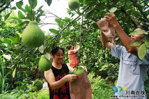 泸州:“中华名果”丰收在望(图1) 泸州:“中华名果”丰收在望(图1)
