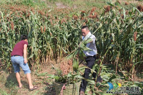 龙车镇:7000亩高粱喜获丰收(图2) 龙车镇:7000亩高粱喜获丰收(图2)