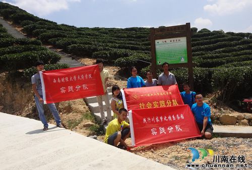 马嘶乡:川农学子情系苗乡茶园(图2) 马嘶乡:川农学子情系苗乡茶园(图2)