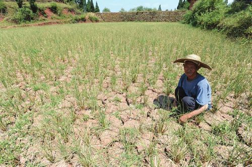 古蔺今年又遭大旱 最高温度44℃40万余人受灾(图1) 古蔺今年又遭大旱 最高温度44℃40万余人受灾(图1)