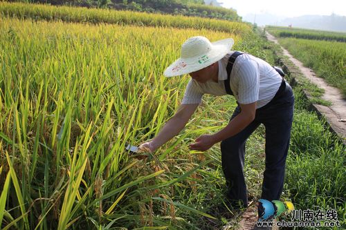 兆雅镇:水稻丰收在望 高产示范片亩均测产646公斤(图2) 兆雅镇:水稻丰收在望 高产示范片亩均测产646公斤(图2)