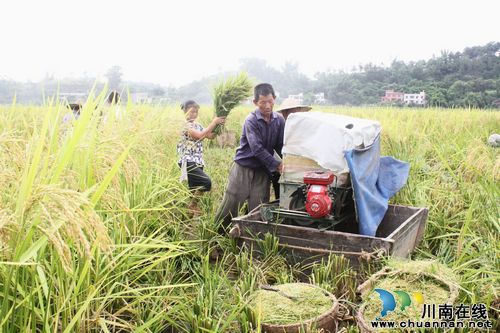 海潮镇：水稻制种收割忙&nbsp;保障有力促增收(图2)