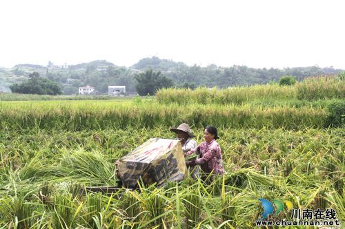 海潮镇：水稻制种收割忙&nbsp;保障有力促增收(图1)