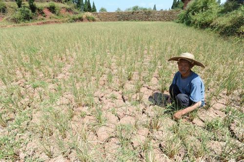 最高温破44℃古蔺被"烤焦" 泸州67个乡镇受灾(图1) 最高温破44℃古蔺被"烤焦" 泸州67个乡镇受灾(图1)
