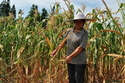 最高温破44℃古蔺被"烤焦" 泸州67个乡镇受灾(图2) 最高温破44℃古蔺被"烤焦" 泸州67个乡镇受灾(图2)