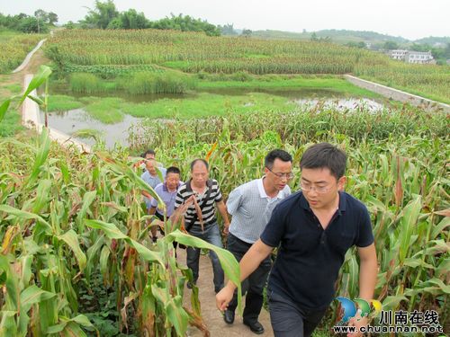 通滩镇:专家组莅临通滩镇指导有机高粱认证工作(图1) 通滩镇:专家组莅临通滩镇指导有机高粱认证工作(图1)