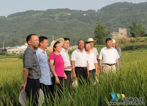 中科院院士高度赞赏泸县水稻吨粮攻关项目(图1) 中科院院士高度赞赏泸县水稻吨粮攻关项目(图1)