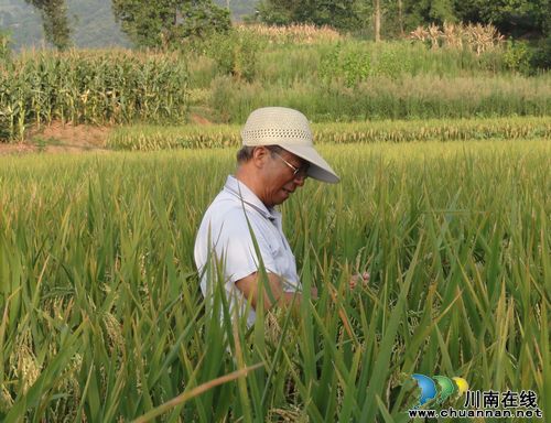 中科院院士高度赞赏泸县水稻吨粮攻关项目(图3) 中科院院士高度赞赏泸县水稻吨粮攻关项目(图3)