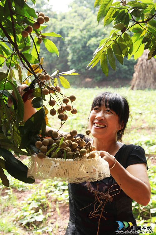 泸州龙马潭区:有机桂圆熟了&nbsp;产值将达4800万元(图1)