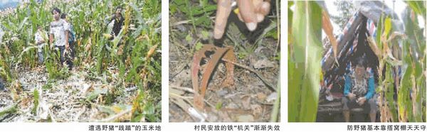 泸州古蔺山区野猪成患 人猪大战已持续40余天(图1) 泸州古蔺山区野猪成患 人猪大战已持续40余天(图1)