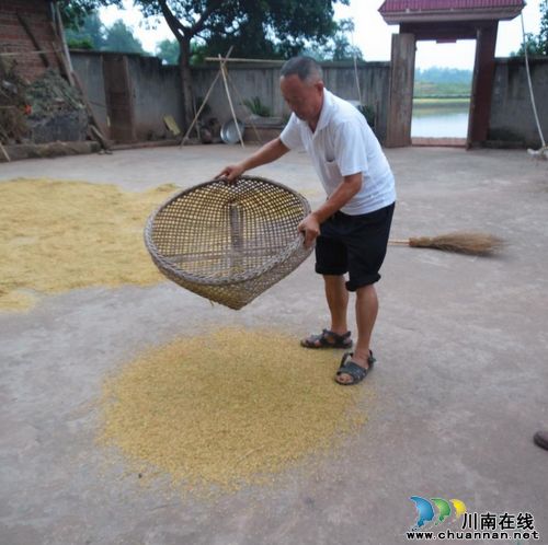 立石镇：粮食产量现场实割实测&nbsp;增收成定局(图2)
