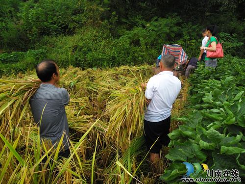 立石镇：粮食产量现场实割实测&nbsp;增收成定局(图1)