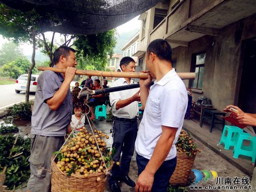 华阳街道：桂圆喜获丰收&nbsp;驻村干部支招助销(图2)