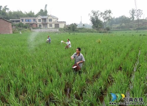 泸县：统一施用发苗肥&nbsp;确保再生稻丰收(图1)