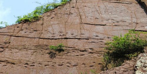 十几只食草恐龙2亿年前“漫步”古蔺岩壁(图1)