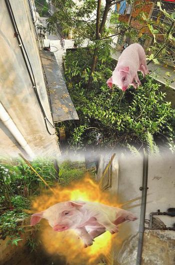 宜宾：二师兄凌晨"越狱"&nbsp;栽在燃气管上(图1)