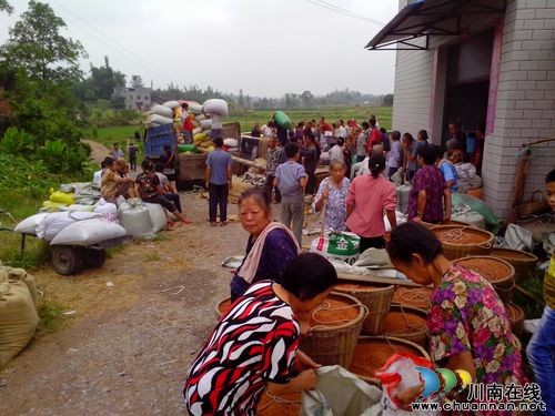 泸县：高粱订单&nbsp;农民喜欢(图1)