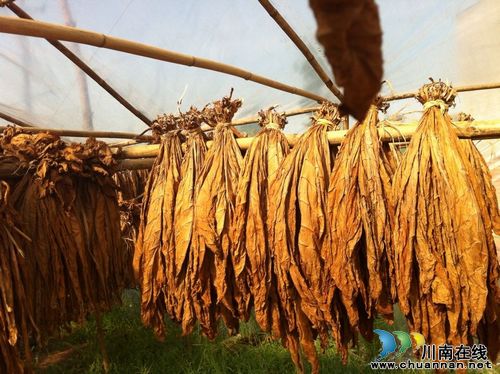 云锦镇：开拓致富新路，晒烟试点喜获丰收(图1)