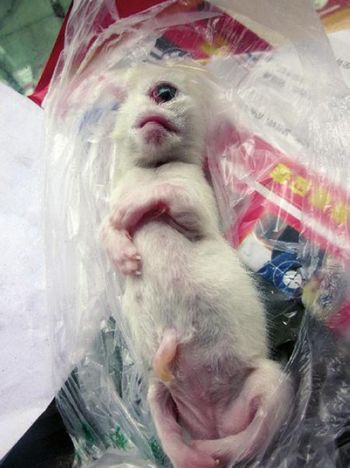 内江现"天眼猫"&nbsp;因无法呼吸出生数小时后夭折(图2)