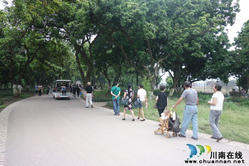 泸州张坝桂圆林硕果累累&nbsp;日均游客数千周末破万(图2)