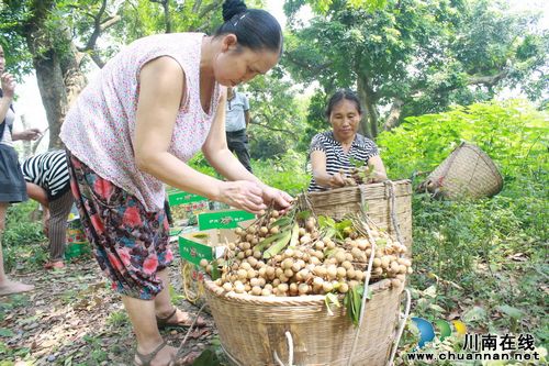 海潮镇：桂圆喜获高品质丰收&nbsp;农民林中笑开颜(图1)