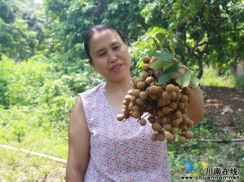 海潮镇：桂圆喜获高品质丰收&nbsp;农民林中笑开颜(图2)