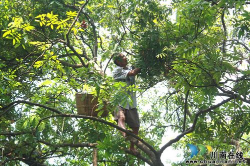 海潮镇：桂圆喜获高品质丰收&nbsp;农民林中笑开颜(图3)