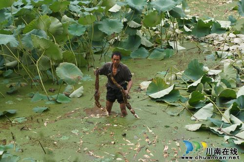 立石镇：种藕成为农民产业致富新出路(图1)