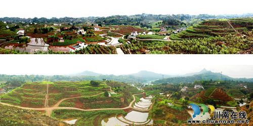 密溪乡：发掘地方特色，真龙柚成富民果(图1)