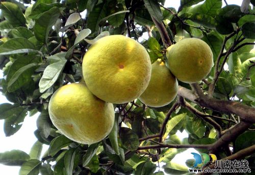 密溪乡：发掘地方特色，真龙柚成富民果(图2)