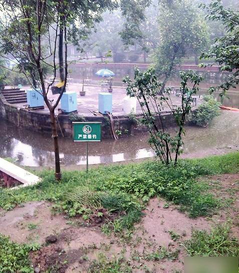 网曝自贡彩灯公园人工湖网箱养鱼&nbsp;回应:不属实(图1)