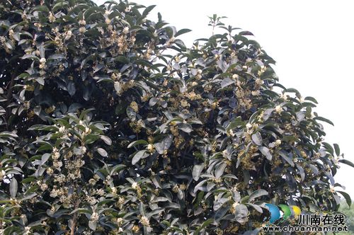 首届纳溪桂花节开幕&nbsp;为期一周十大看点(图15)