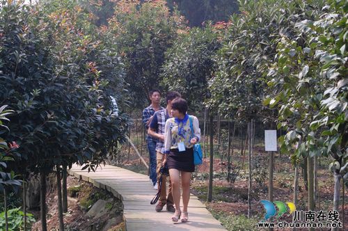 首届纳溪桂花节开幕&nbsp;为期一周十大看点(图14)