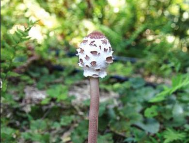 宜宾现“草泥菇”？呆头萌菌盼专家正名