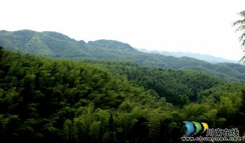 泸州白节：5万亩大旺竹海景区开发在即(图1)