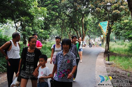 泸州张坝桂圆林开门迎客 试运营期间暂不收费(图9) 泸州张坝桂圆林开门迎客 试运营期间暂不收费(图9)