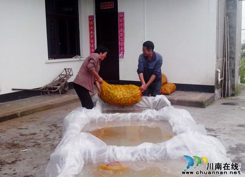 云锦镇:种植土豆“赶忙”晚秋生产(图1) 云锦镇:种植土豆“赶忙”晚秋生产(图1)