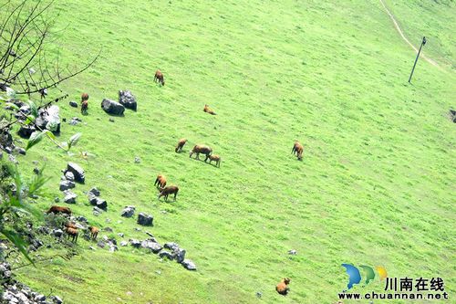 震东乡:“打好资源牌” 肉牛养殖势头强(图1) 震东乡:“打好资源牌” 肉牛养殖势头强(图1)