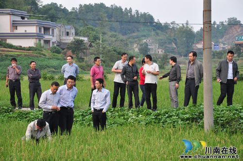 南方再生稻高产创建现场观摩会代表参观泸县示范区(图1) 南方再生稻高产创建现场观摩会代表参观泸县示范区(图1)