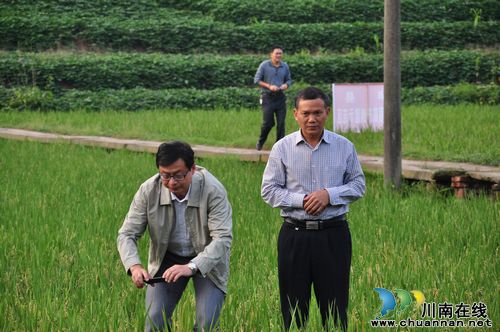 南方再生稻高产创建现场观摩会代表参观泸县示范区