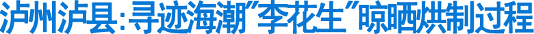 泸州泸县:寻迹海潮"李花生"晾晒烘制过程(图1)