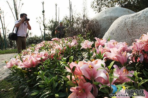 泸州:荒山变身植物园 预计栽种植物千余种(图1) 泸州:荒山变身植物园 预计栽种植物千余种(图1)