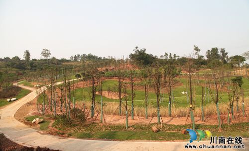 泸州:荒山变身植物园 预计栽种植物千余种(图2) 泸州:荒山变身植物园 预计栽种植物千余种(图2)