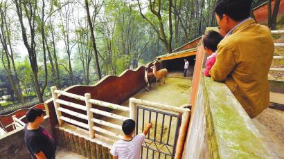 夫妻“草泥马”终于安家宜宾动物园(图2)