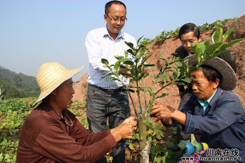 护国镇：新品柚子嫁接&nbsp;农技专家来支招(图1)